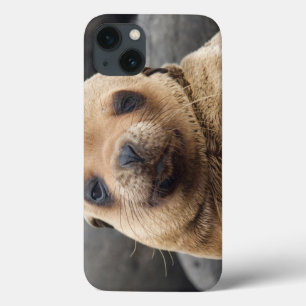 Coques Pour iPhone South America, Ecuador, Galapagos Islands