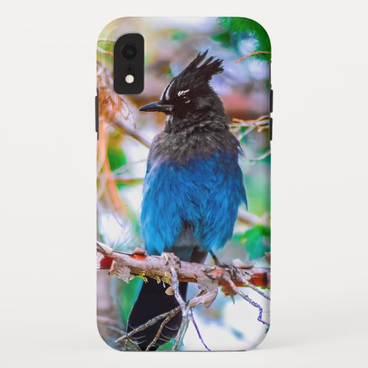 Coques Case-Mate iPhone Steller's Jay - Photographie originale (Dos)