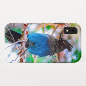 Coques Case-Mate iPhone Steller's Jay - Photographie originale (Dos (Horizontal))