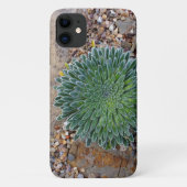 Coques Case-Mate iPhone Succulent plante du désert (Dos)