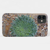 Coques Case-Mate iPhone Succulent plante du désert (Dos (Horizontal))