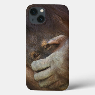iPhone 13 Coque Sumatran Orangutan, Pongo pygmaeus