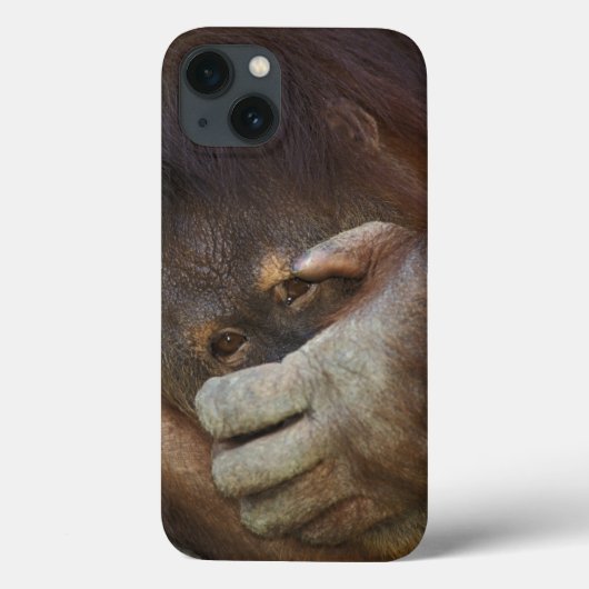 Coques Case-Mate iPhone Sumatran Orangutan, Pongo pygmaeus (Verso)