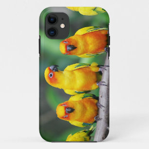 Coques Pour iPhone Sun Conures