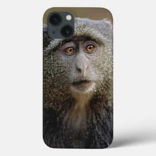 Etui iPhone Case-Mate Sykes or Blue Monkey, Cercopithecus mitis,