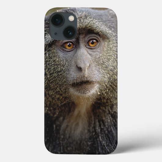 Coques Case-Mate iPhone Sykes ou singe bleu, Cercopithecus mitis, (Verso)