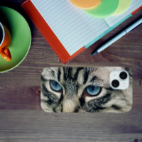 Tabby Chat aux yeux bleus Gros plan