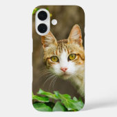 Coques Case-Mate iPhone Tabby et chat blanc et ivoire (Verso)