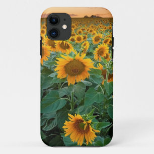 Coques Pour iPhone Terrain de tournesol à Longmont, Colorado