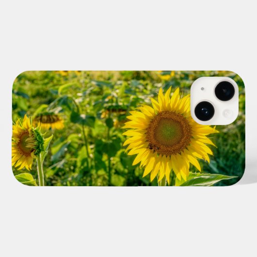 Coques Case-Mate iPhone Terrain de tournesol doré (Verso (horizontal))