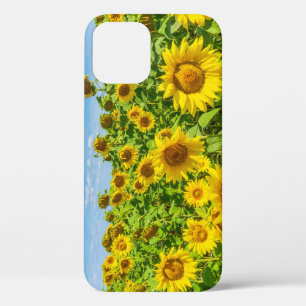 Case-Mate iPhone Case Terrain de tournesol, ensoleillé l'été.
