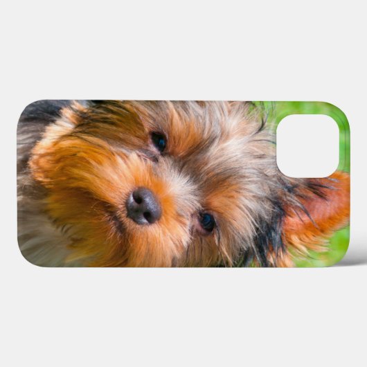 Coques Case-Mate iPhone Terrier looking up (Verso (horizontal))