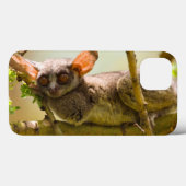 Coques Case-Mate iPhone The Senegal Bushbaby (Galago Senegalensis) (Verso (horizontal))