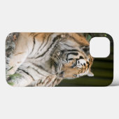 Coques Case-Mate iPhone Tigre de Sibérie (Verso (horizontal))