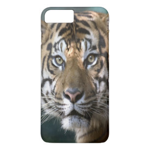Case-Mate iPhone Case Tigre de Sumatra mâle (Panthera tigris sumatrae)