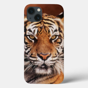 Etui iPhone 13 Tigre de Sumatra, Panthera tigris