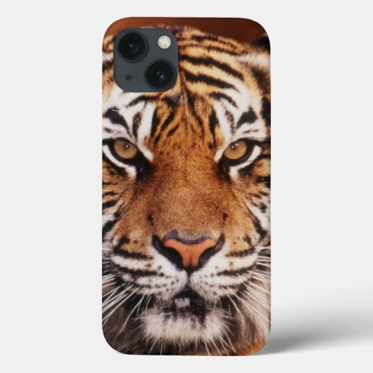 Coques Case-Mate iPhone Tigre de Sumatra, Panthera tigris (Verso)