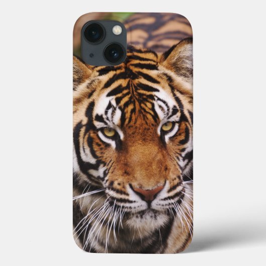 Coques Case-Mate iPhone Tigre du Bengale, Panthera tigris (Verso)