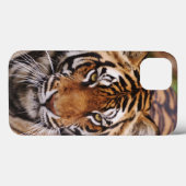 Coques Case-Mate iPhone Tigre du Bengale, Panthera tigris (Verso (horizontal))