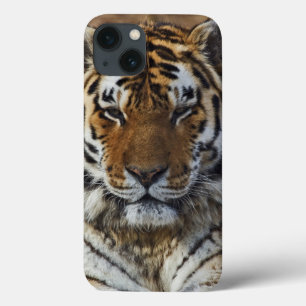 Etui iPhone 13 Tigre du Bengale, Panthera tigris, Louisville Zoo,