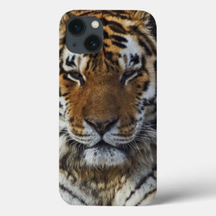 iPhone 13 Case Tigre du Bengale, Panthera tigris, Zoo de Louisvil
