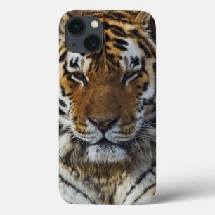 Etui iPhone 13 Tigre du Bengale, Panthera tigris, Zoo de Louisvil
