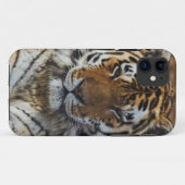 Coques Case-Mate iPhone Tigre du Bengale, Tigre de Panthera, Zoo de Louisv (Dos (Horizontal))