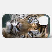 Coques Case-Mate iPhone Tigre masculin de Sumatran (sumatrae du Tigre de (Verso (horizontal))