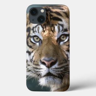 Etui iPhone 13 Tigre masculin de Sumatran (sumatrae du Tigre de