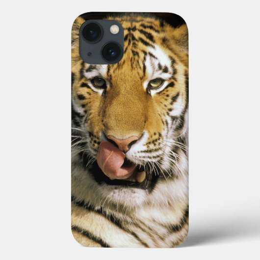 Coques Case-Mate iPhone Tigre Zoo du Michigan (Verso)