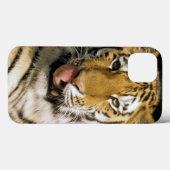 Coques Case-Mate iPhone Tigre Zoo du Michigan (Verso (horizontal))