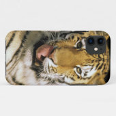Coques Case-Mate iPhone Tigre Zoo du Michigan (Dos (Horizontal))