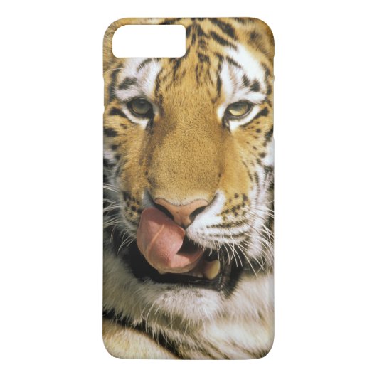 Coques Case-Mate iPhone Tigre Zoo du Michigan (Dos)