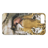 Coques Case-Mate iPhone Tigre Zoo du Michigan (Dos (Horizontal))