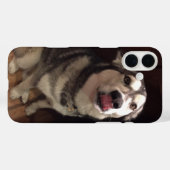 Coques Case-Mate iPhone Tongue apprentissage Malamute de l'Alaska (Verso (horizontal))
