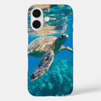 Tortue de mer