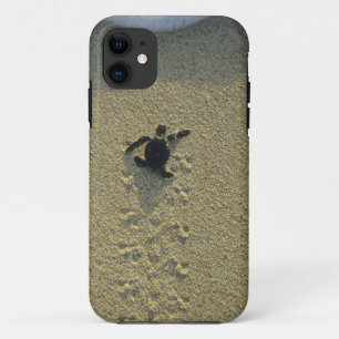 Coque iPhone 11 Tortue verte, (Chelonia mydas), éclos