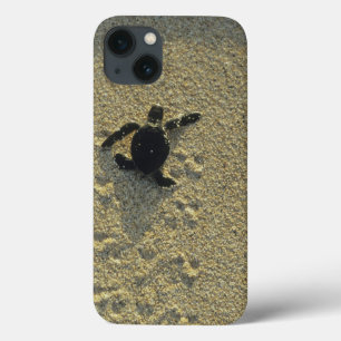 iPhone 13 Case Tortue verte, (Chelonia mydas), nouveau-né