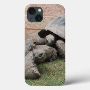 iPhone 13 Coque tortues géantes