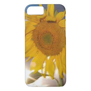 Coque iPhone 8/7 Tournesol hybride soufflant au vent au crépuscule