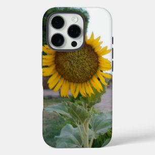 Coques iPhone 16 Pro Tournesol Naturel à Couper le Souffle Rayonnemen