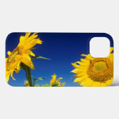 Coques Case-Mate iPhone Tournesols (Helianthus Annuus), Près De Senekal (Verso (horizontal))
