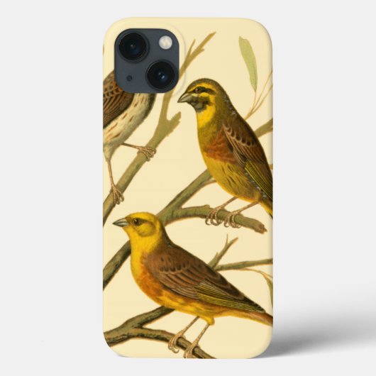Coques Case-Mate iPhone Trois oiseaux domestiques perchés sur une branche (Verso)