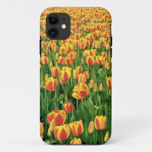 Coque iPhone 11 Tulipes printanières fleurissent devant une vieill