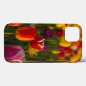 Coques Case-Mate iPhone Tulips, Tulip Festival, Woodburn, Oregon, USA 2 (Verso (horizontal))