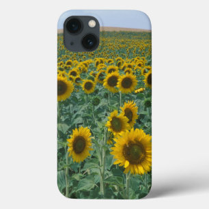 iPhone 13 Coque UE, France, Provence, champ de tournesol