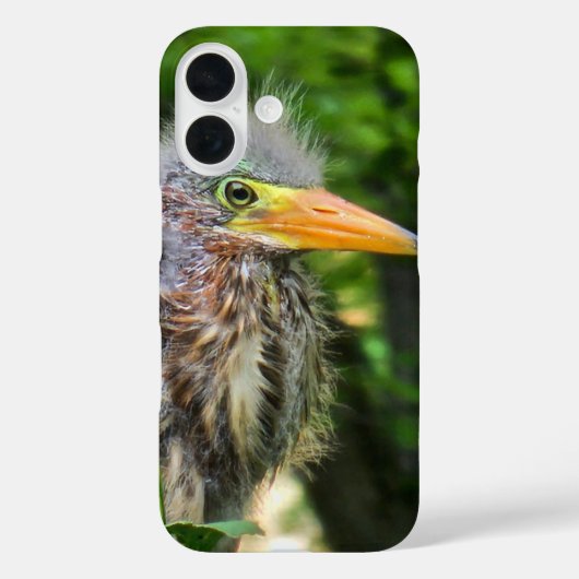 Coques Case-Mate iPhone Un bébé héron vert (Verso)