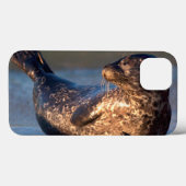 Coques Case-Mate iPhone Un bébé phoque levant sa queue (Verso (horizontal))