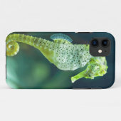 Coques Case-Mate iPhone Un bel hippocampe de Knysna (Dos (Horizontal))