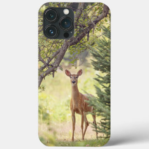 Case-Mate iPhone Case Un cerf solitaire